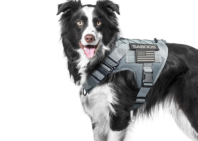 Guía de compra de correas para mascotas: ¿Qué material es mejor: nailon, cuero o reflectante?