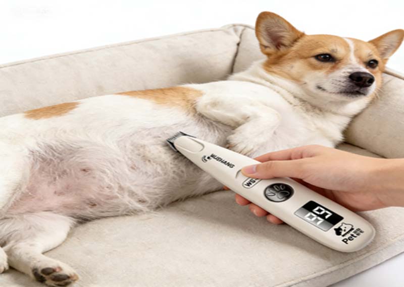 ¿Cómo cortar las uñas de tu mascota de forma segura (sin que sangre)?