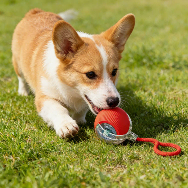 interactive dog toy for small dogs