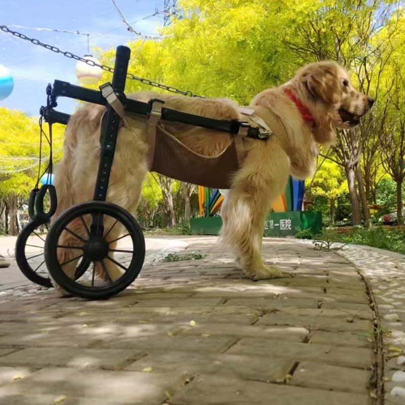 heavy-duty pet mobility cart medium dogs heavy-duty pet mobility cart medium dogs